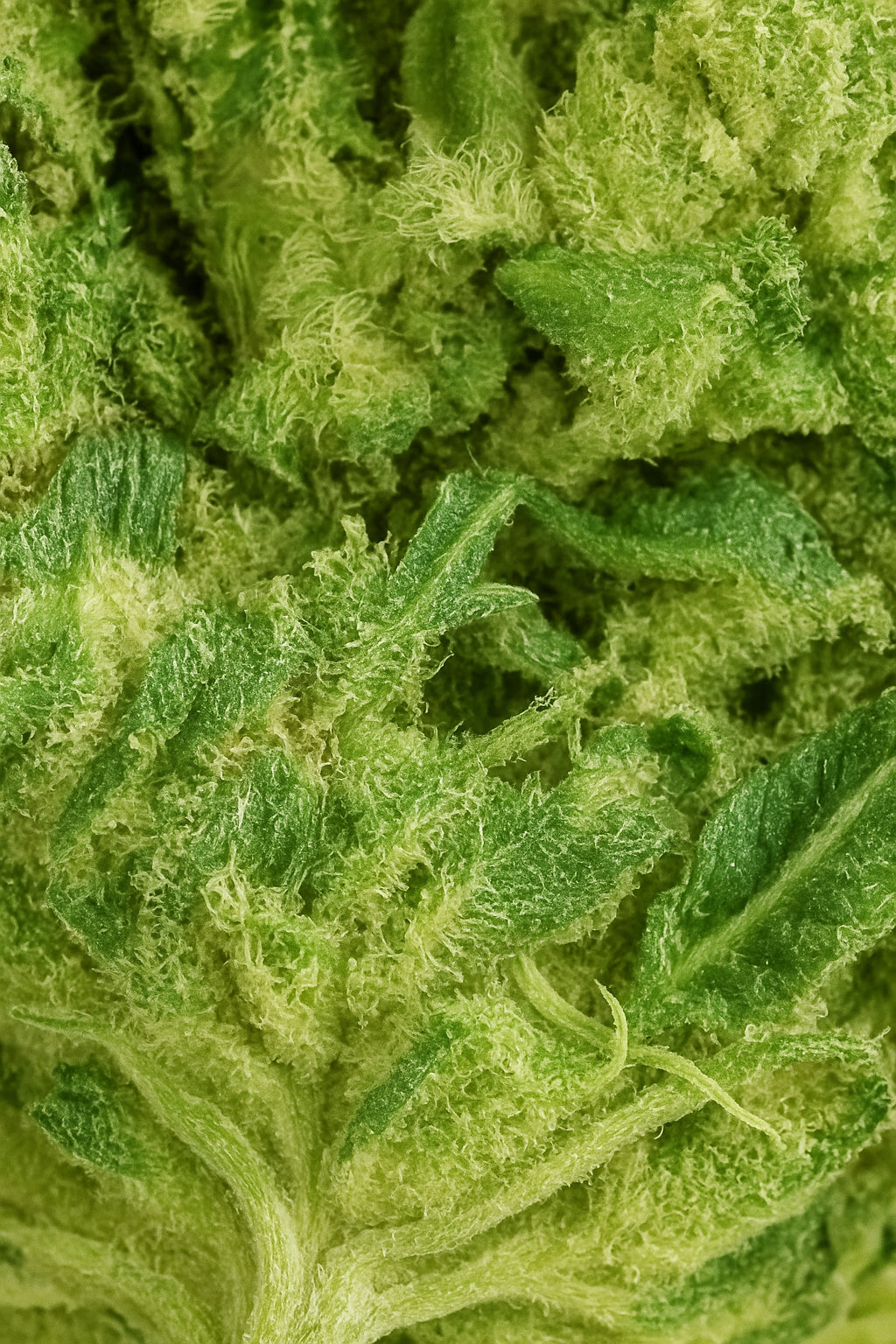 Photo macro terpènes fleur de CBD Amnesia Cryo aux arômes citronnés