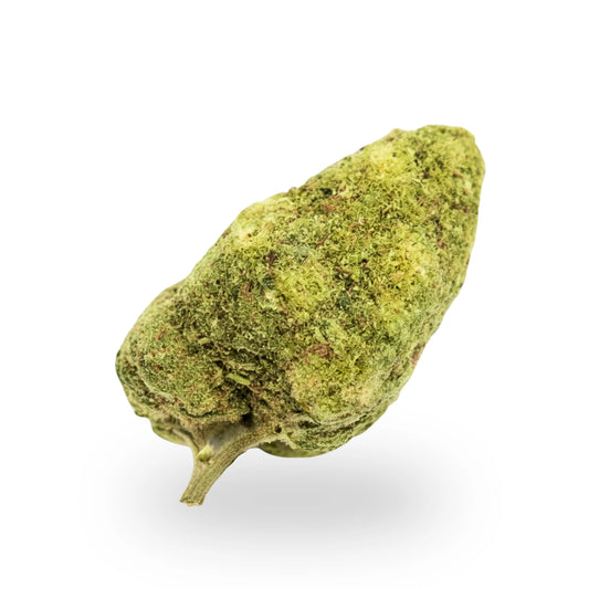 Amnésia CRYO ❄️