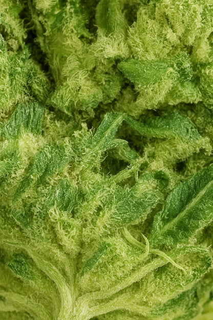 Photo macro terpènes fleur de CBD Amnesia Cryo aux arômes citronnés