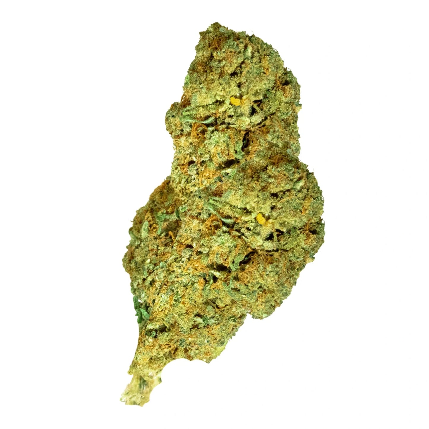 🎁 Alien Skunk 🛸 (OFFERT)